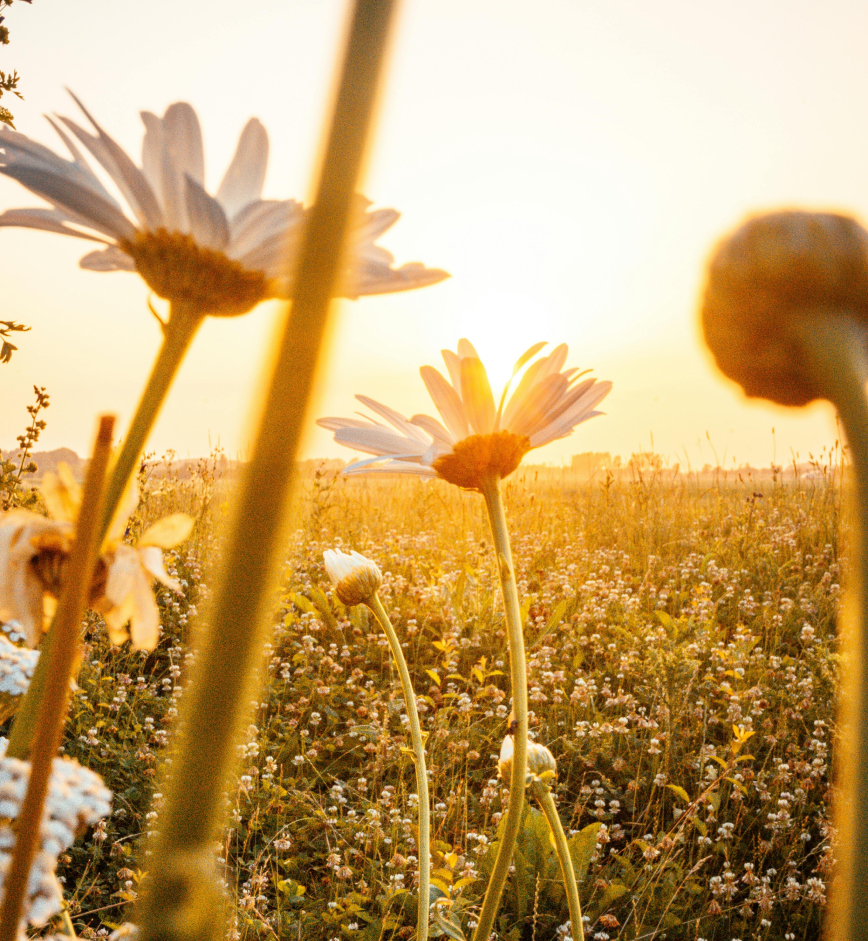 Flowers in field