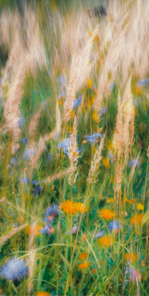 Colorful flowers in field
