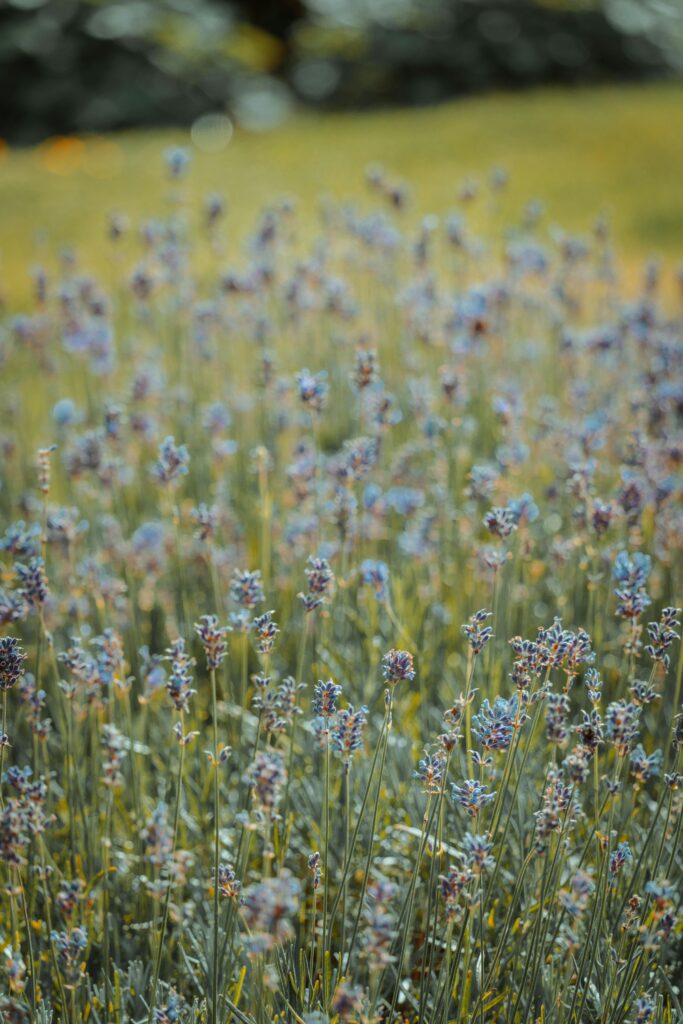 Blue flowers in field of grass