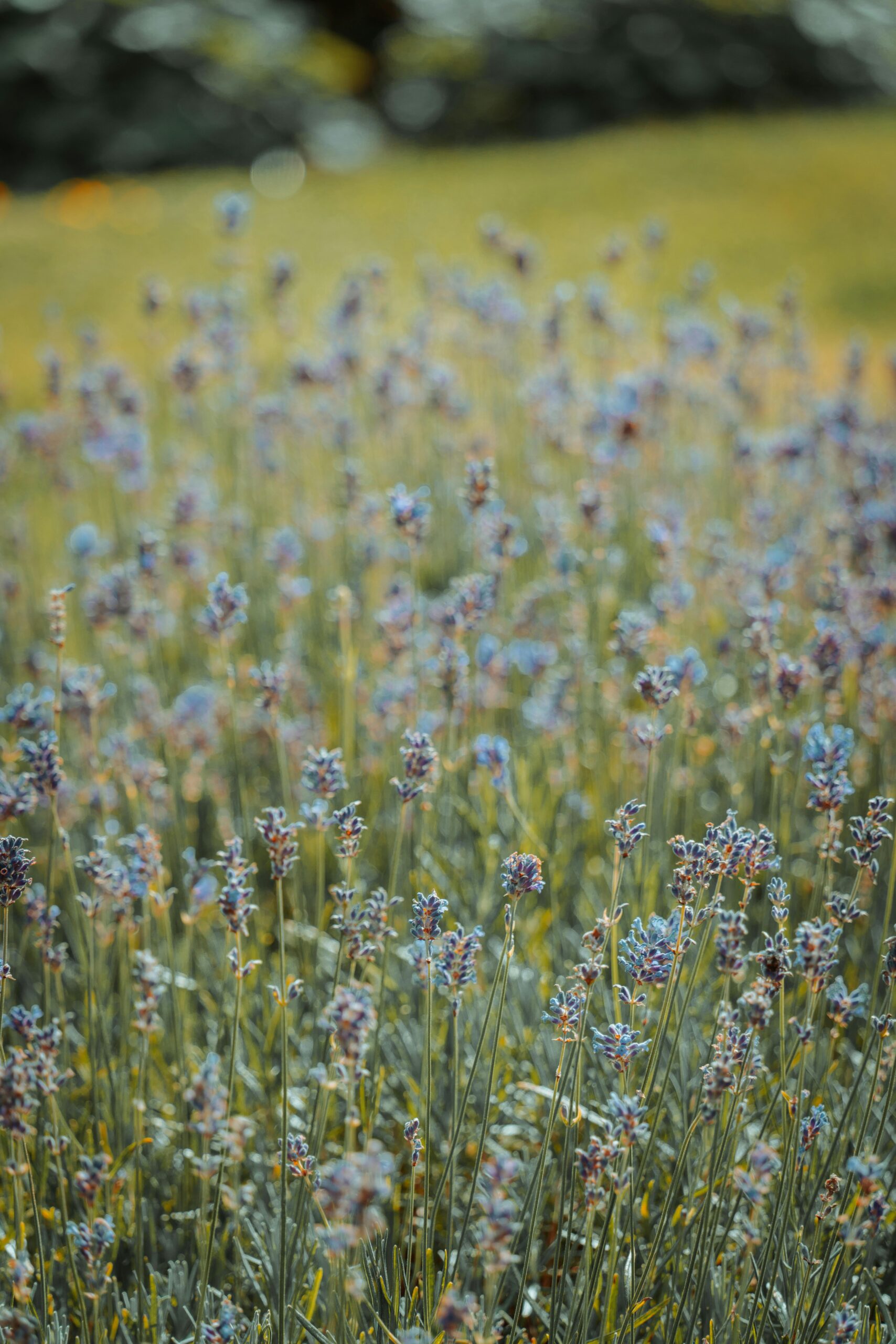 Blue flowers in field of grass
