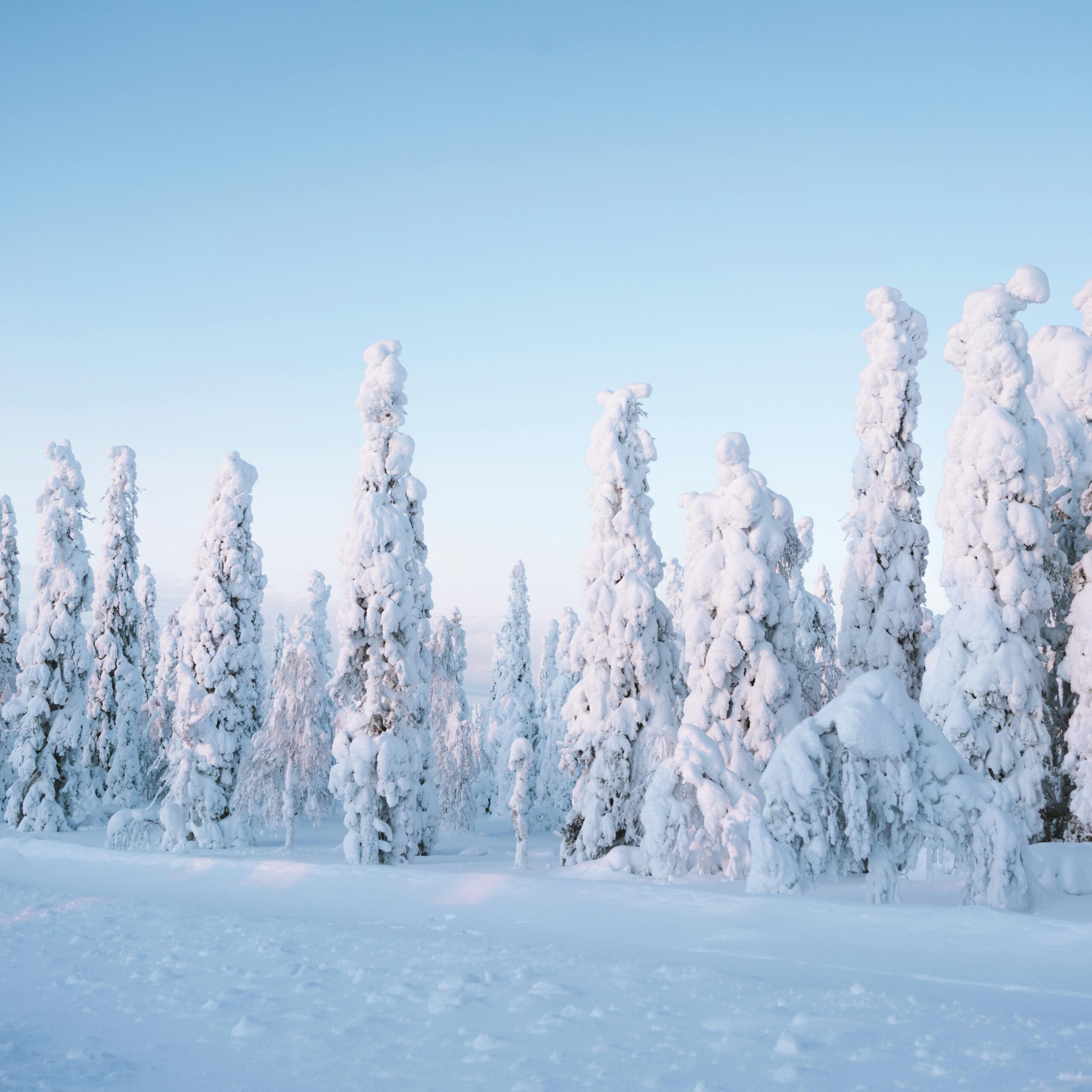 Snow covered trees